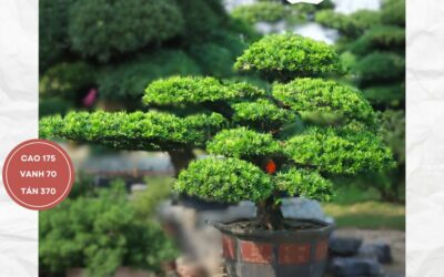 TẠI SAO BONSAI TÙNG ĐÀI ĐƯỢC THU HÚT BỞI SỐ LƯỢNG TAY VÀ SỐ LƯỢNG BÔNG NHIỀU?