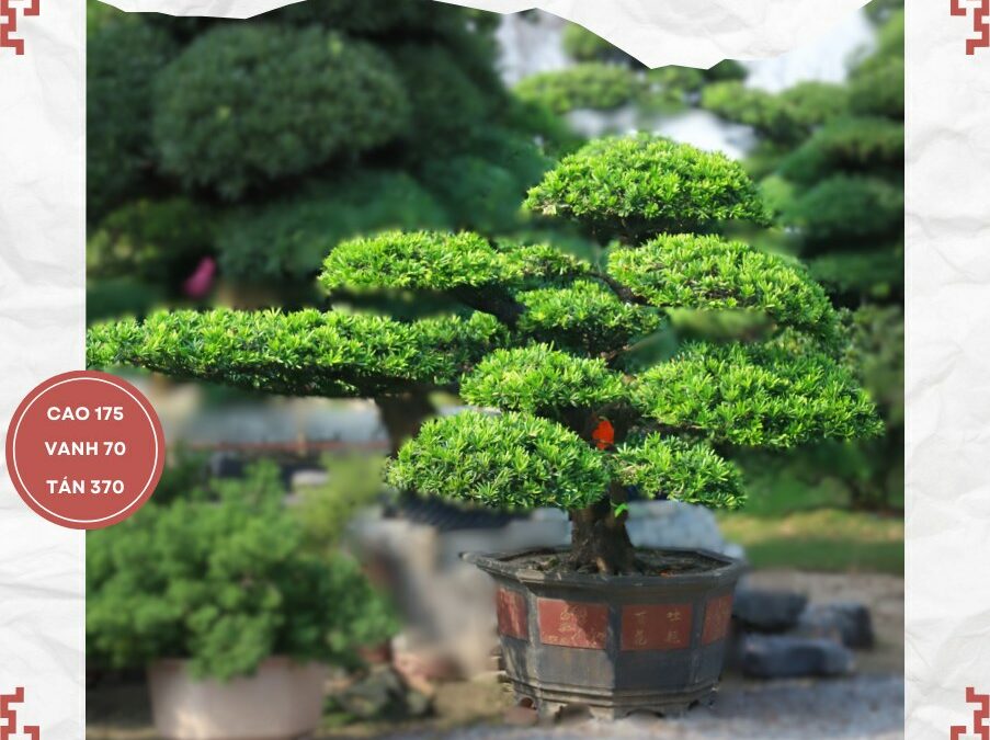 TẠI SAO BONSAI TÙNG ĐÀI ĐƯỢC THU HÚT BỞI SỐ LƯỢNG TAY VÀ SỐ LƯỢNG BÔNG NHIỀU?